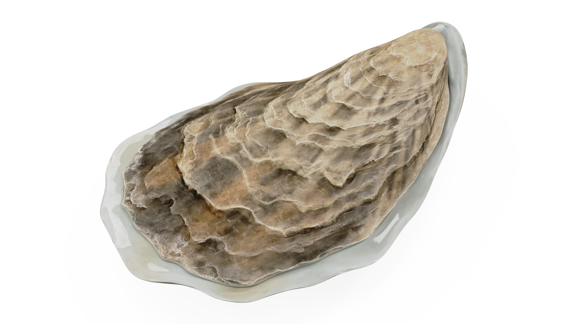 Closed Sea Oyster 3D model preview