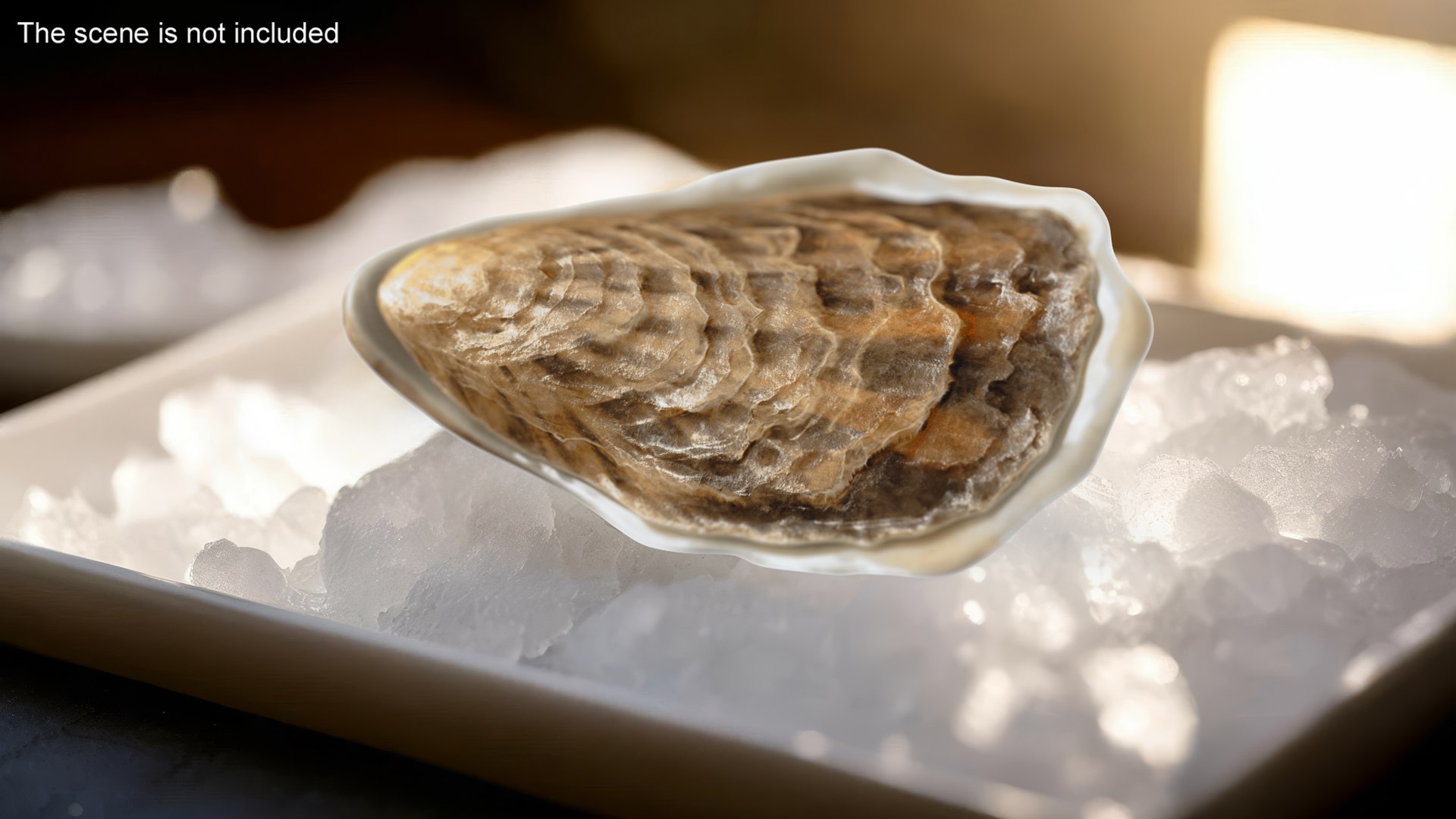 Closed Sea Oyster 3D model https://p.turbosquid.com/ts-thumb/gO/mnBjFd/Zo/closedseaoyster3dsmodel002/jpg/1722535463/1920x1080/fit_q87/7ac42403b556ace1eaf24070608d940098fac3e2/closedseaoyster3dsmodel002.jpg