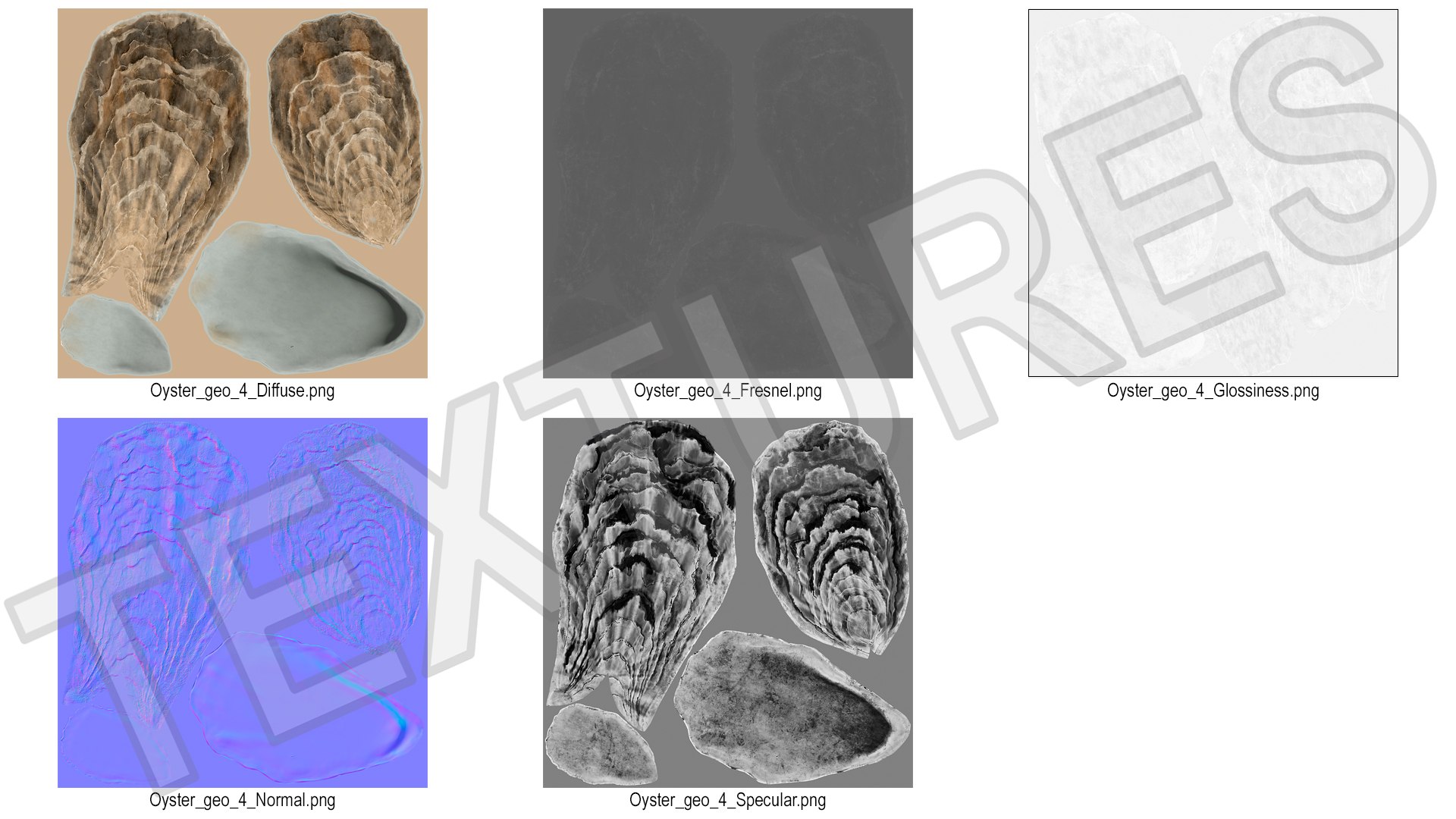 Closed Sea Oyster 3D model https://p.turbosquid.com/ts-thumb/gO/mnBjFd/kS/closedseaoyster3dsmodel019/jpg/1722535512/1920x1080/fit_q87/8184a4aae9dd9d0fd96ad8d38b42145a6dca33ab/closedseaoyster3dsmodel019.jpg