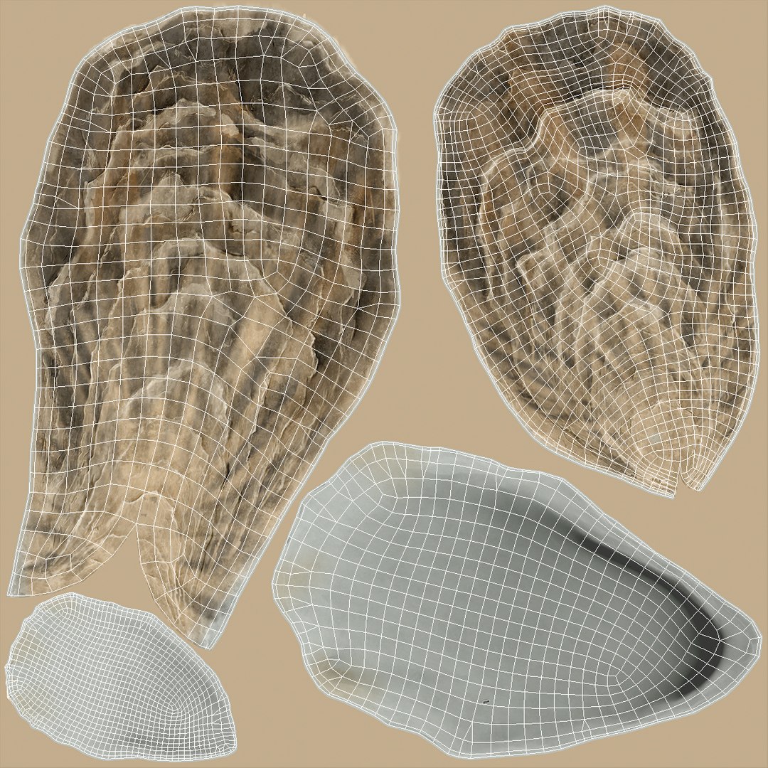 Closed Sea Oyster 3D model https://p.turbosquid.com/ts-thumb/gO/mnBjFd/py/closedseaoyster3dsmodel018/jpg/1722535507/1920x1080/fit_q87/3516b008d2834ecab1ab05bf1b0e7558bcba7858/closedseaoyster3dsmodel018.jpg