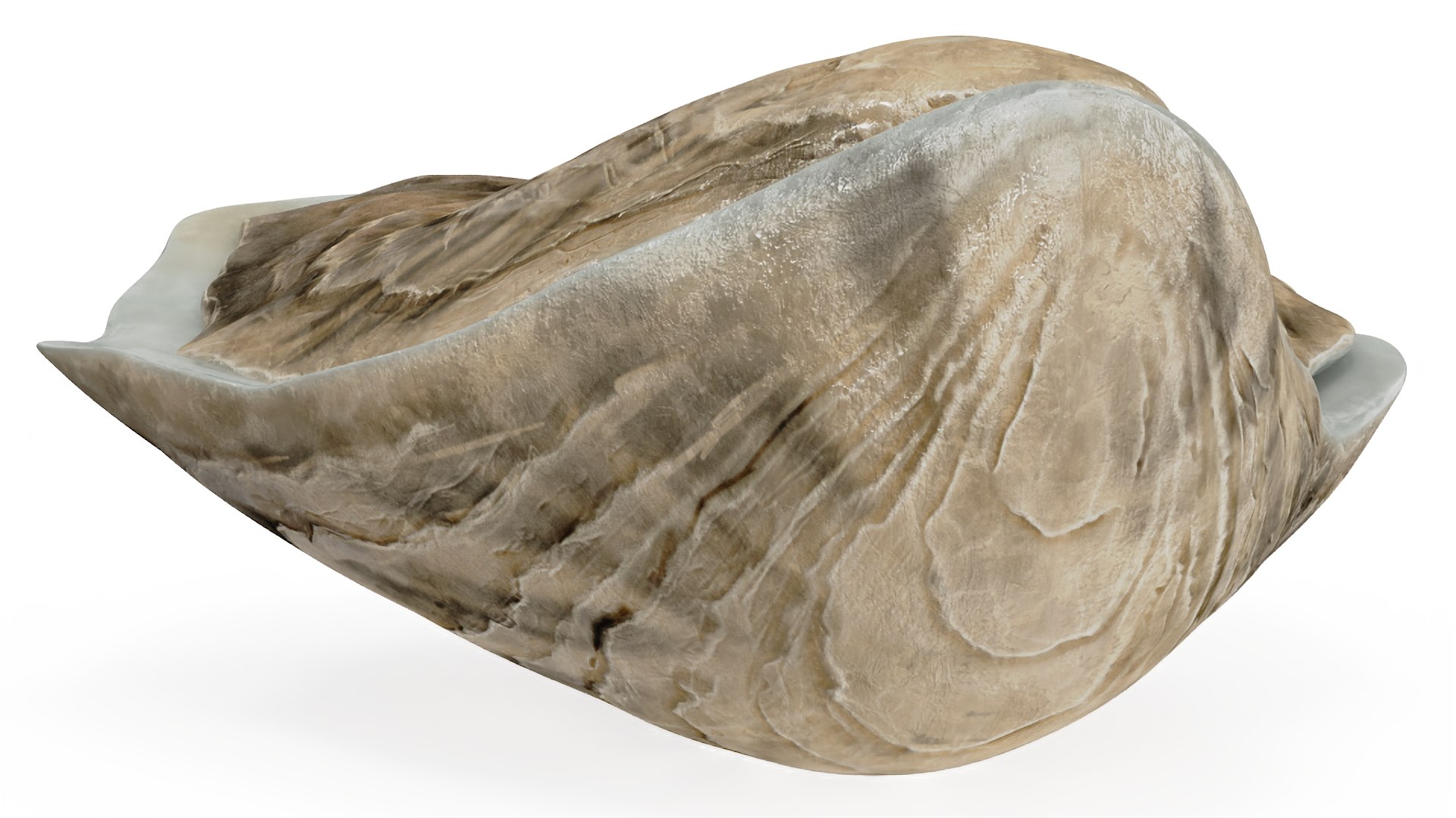 Closed Sea Oyster 3D model https://p.turbosquid.com/ts-thumb/gO/mnBjFd/wp/closedseaoyster3dsmodel011/jpg/1722535482/1920x1080/fit_q87/801a6c1c80721471434038fb7806bb44c529cd1e/closedseaoyster3dsmodel011.jpg