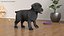 Labrador Puppy Leisurely Walk Fur Animated Rigged