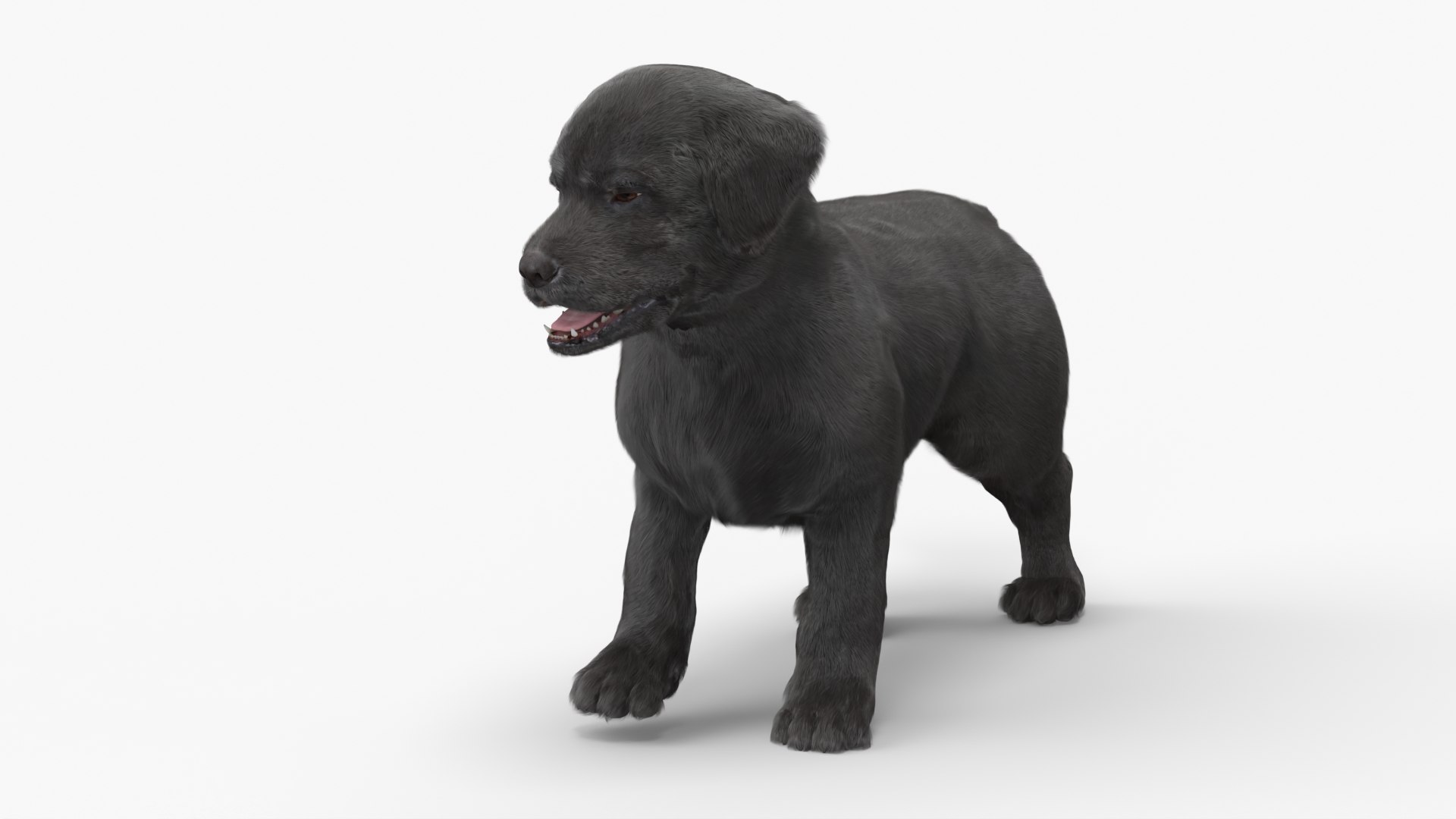 3D Labrador Puppy Leisurely Walk Fur Animated Rigged https://p.turbosquid.com/ts-thumb/gO/upFS6j/G4/labrador_puppy_leisurely_walk_fur_animated_rigged_007/jpg/1749245983/1920x1080/fit_q87/2ae7bb2d325244d684cbef4af6c0ca993a7b21d7/labrador_puppy_leisurely_walk_fur_animated_rigged_007.jpg