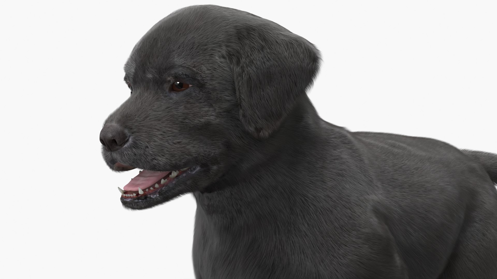3D Labrador Puppy Leisurely Walk Fur Animated Rigged https://p.turbosquid.com/ts-thumb/gO/upFS6j/IE/labrador_puppy_leisurely_walk_fur_animated_rigged_008/jpg/1749245986/1920x1080/fit_q87/3185395547510becca8c68d1e9ba1a3742c8d598/labrador_puppy_leisurely_walk_fur_animated_rigged_008.jpg