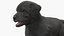 Labrador Puppy Leisurely Walk Fur Animated Rigged