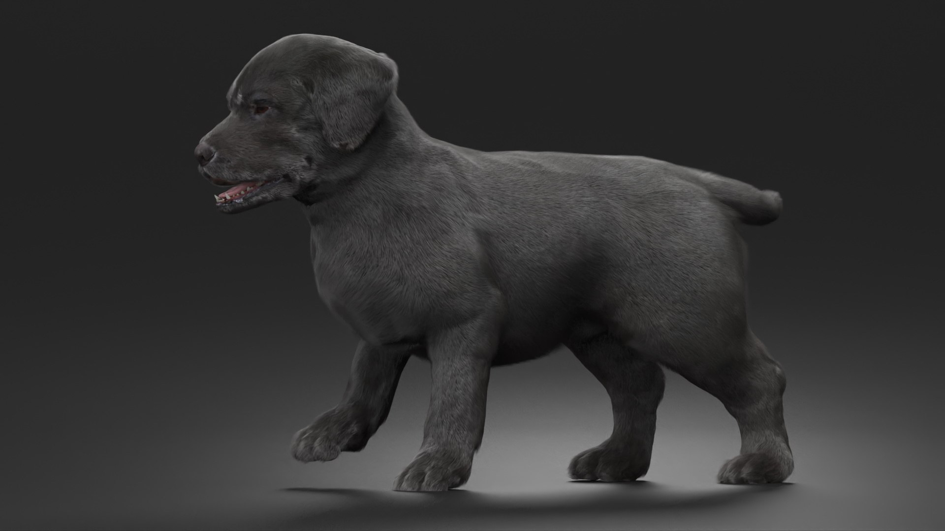 3D Labrador Puppy Leisurely Walk Fur Animated Rigged https://p.turbosquid.com/ts-thumb/gO/upFS6j/lM/labrador_puppy_leisurely_walk_fur_animated_rigged_006/jpg/1749245979/1920x1080/fit_q87/3596deef430a056c209e056e08f39143d1ba9dc0/labrador_puppy_leisurely_walk_fur_animated_rigged_006.jpg