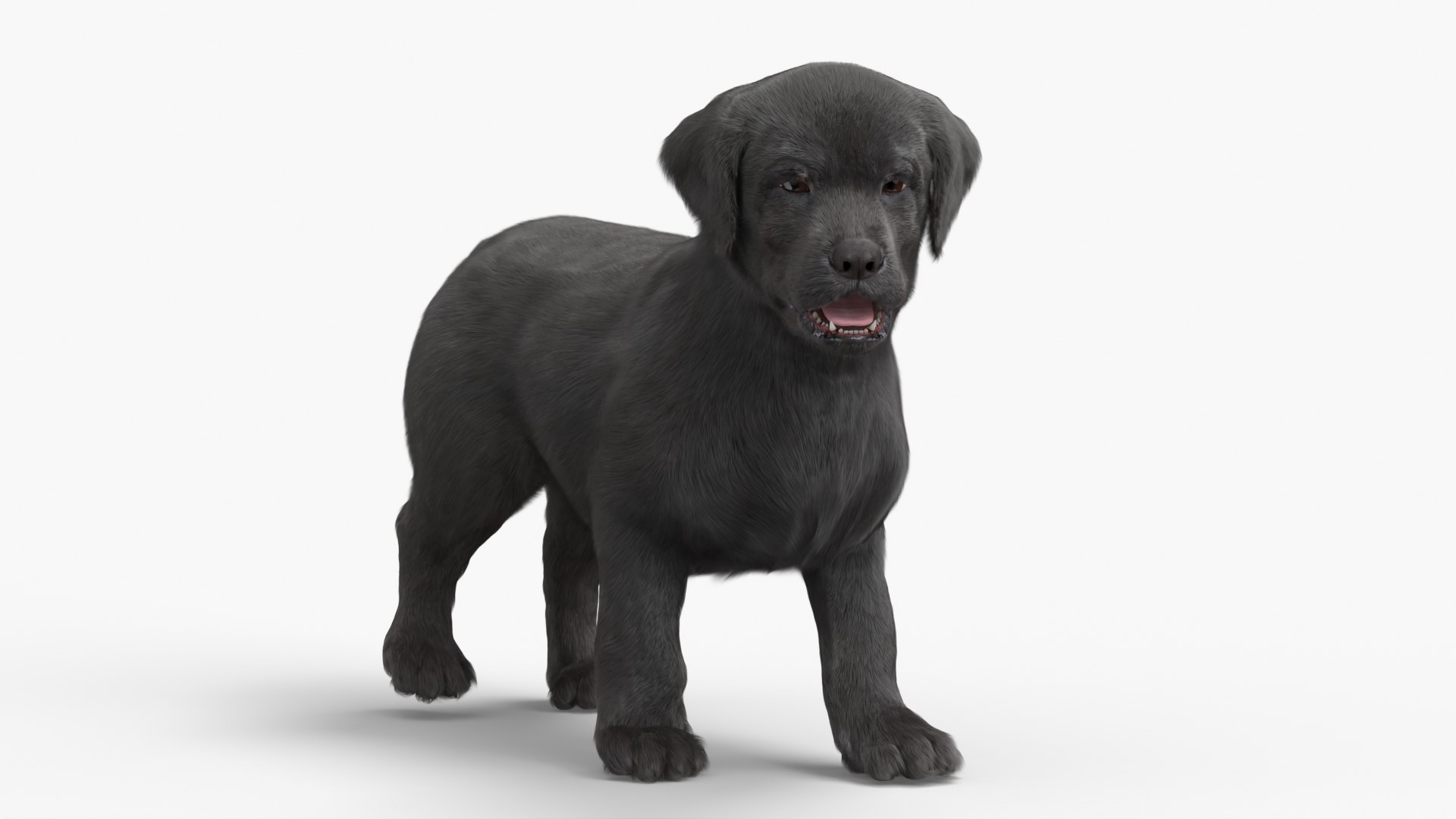 3D Labrador Puppy Leisurely Walk Fur Animated Rigged https://p.turbosquid.com/ts-thumb/gO/upFS6j/pf/labrador_puppy_leisurely_walk_fur_animated_rigged_002/jpg/1749245550/1920x1080/fit_q87/3c2a0cd8eab91e5fac4bb57d0f145791ff27b0f6/labrador_puppy_leisurely_walk_fur_animated_rigged_002.jpg