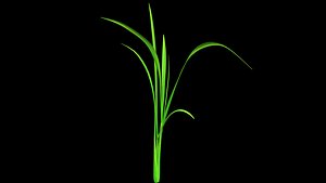 PADDY PLANT 7  FINAL TEXTURE MAX 2012 3D