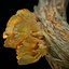 3D ready laetiporus fungi trees