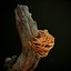3D ready laetiporus fungi trees