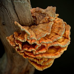 3D ready laetiporus fungi trees