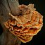 3D ready laetiporus fungi trees