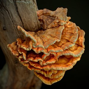 Wood Mushrooms on a Trees - Laetiporus Sulfur Yellow Fungi
