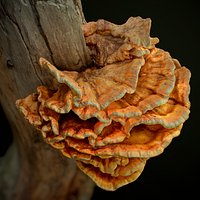 Wood Mushrooms on a Trees - Laetiporus Sulfur Yellow Fungi