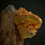3D ready laetiporus fungi trees