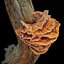3D ready laetiporus fungi trees