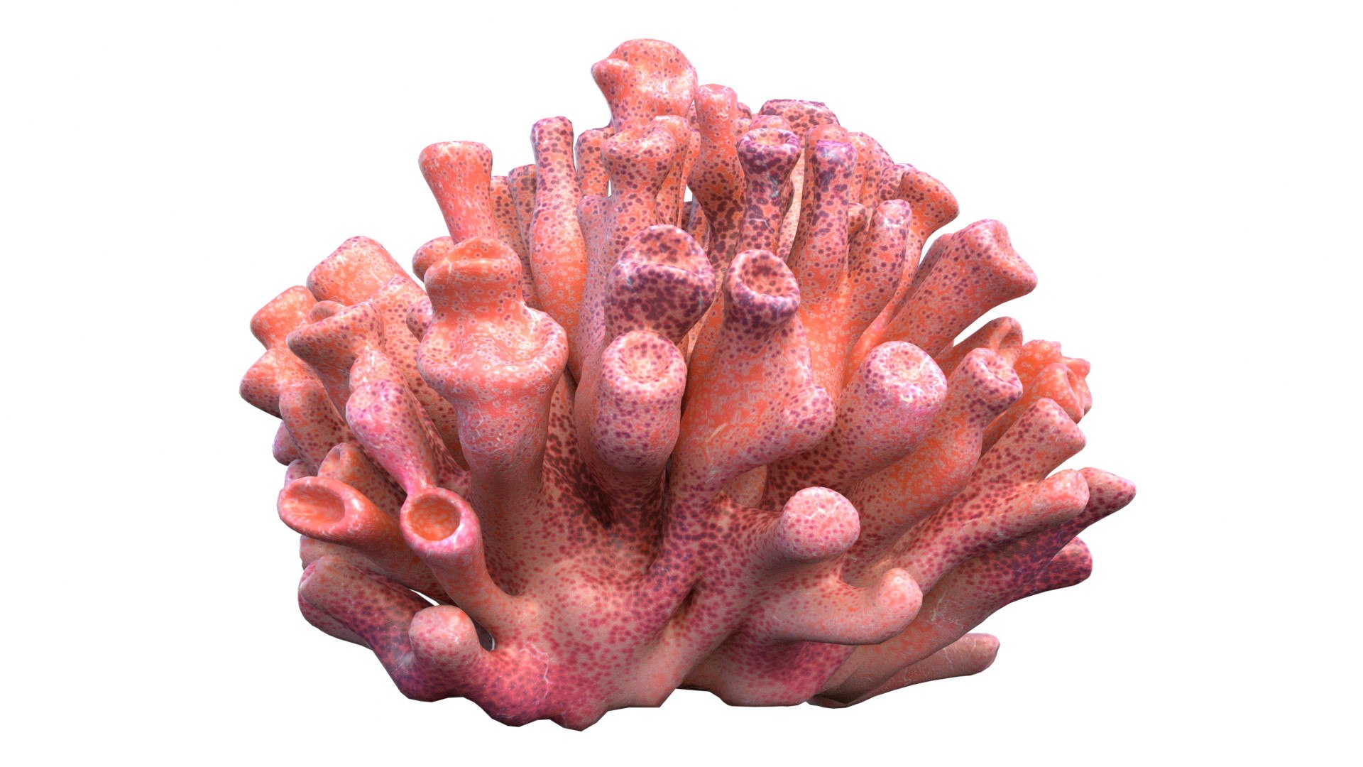 Coral reef 06 3D model https://p.turbosquid.com/ts-thumb/gP/3YVT2R/2I/2/jpg/1756739575/1920x1080/fit_q87/02a2885856f9451a9b4fee188dfd7fdff40f4692/2.jpg