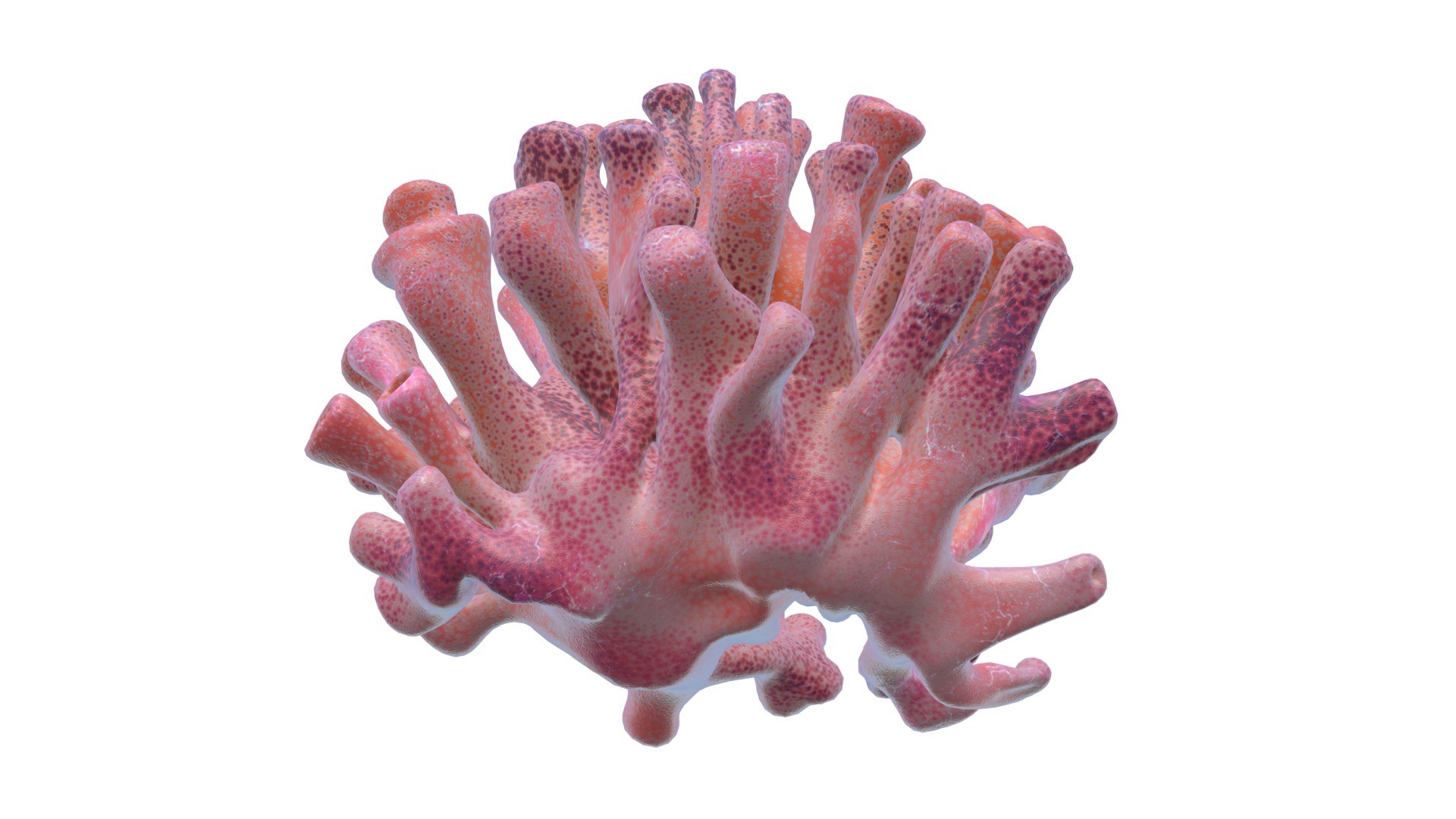 Coral reef 06 3D model https://p.turbosquid.com/ts-thumb/gP/3YVT2R/JR/6/jpg/1756739577/1920x1080/fit_q87/ff7aa9309d515461d5ad040ad3d2a623424d64c8/6.jpg