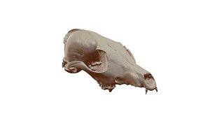 Fox Scull