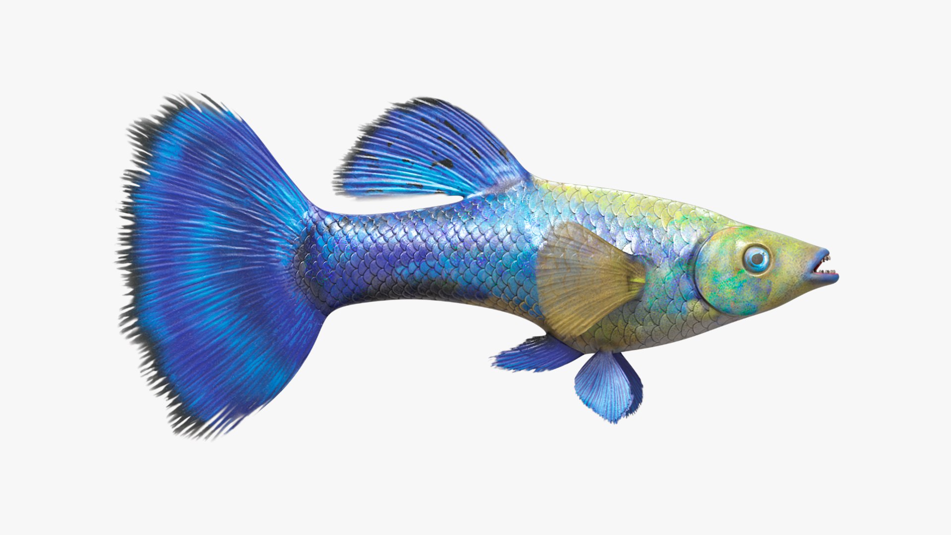Guppy Fish Blue Diamond 3D model preview