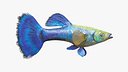 Guppy Fish Blue Diamond