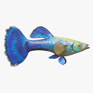 Guppy Fish Blue Diamond
