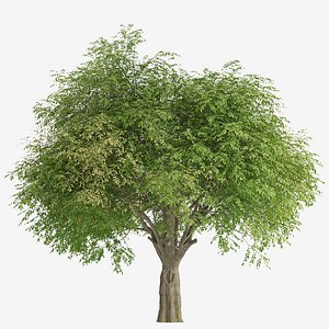 3D Set of Fraxinus griffithii or evergreen ash Trees - 2 Trees