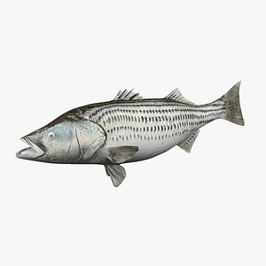 striped bass 3D model