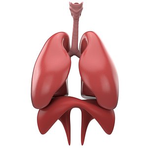 Human Respiratory