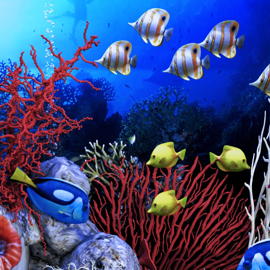 3D aquarium rostratus parasema model https://p.turbosquid.com/ts-thumb/gP/jcyHYR/AoBF3eba/91/jpg/1514917771/1920x1080/fit_q87/6eafcfe5b2af712d80c0e1167df80569ce7d1055/91.jpg