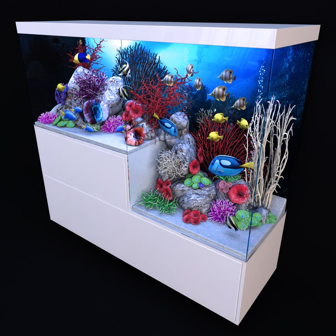 3D aquarium rostratus parasema model https://p.turbosquid.com/ts-thumb/gP/jcyHYR/UBPqEcm9/1000/jpg/1514917708/1920x1080/fit_q87/d11398d1da33472058cb125929d253c560108cbd/1000.jpg