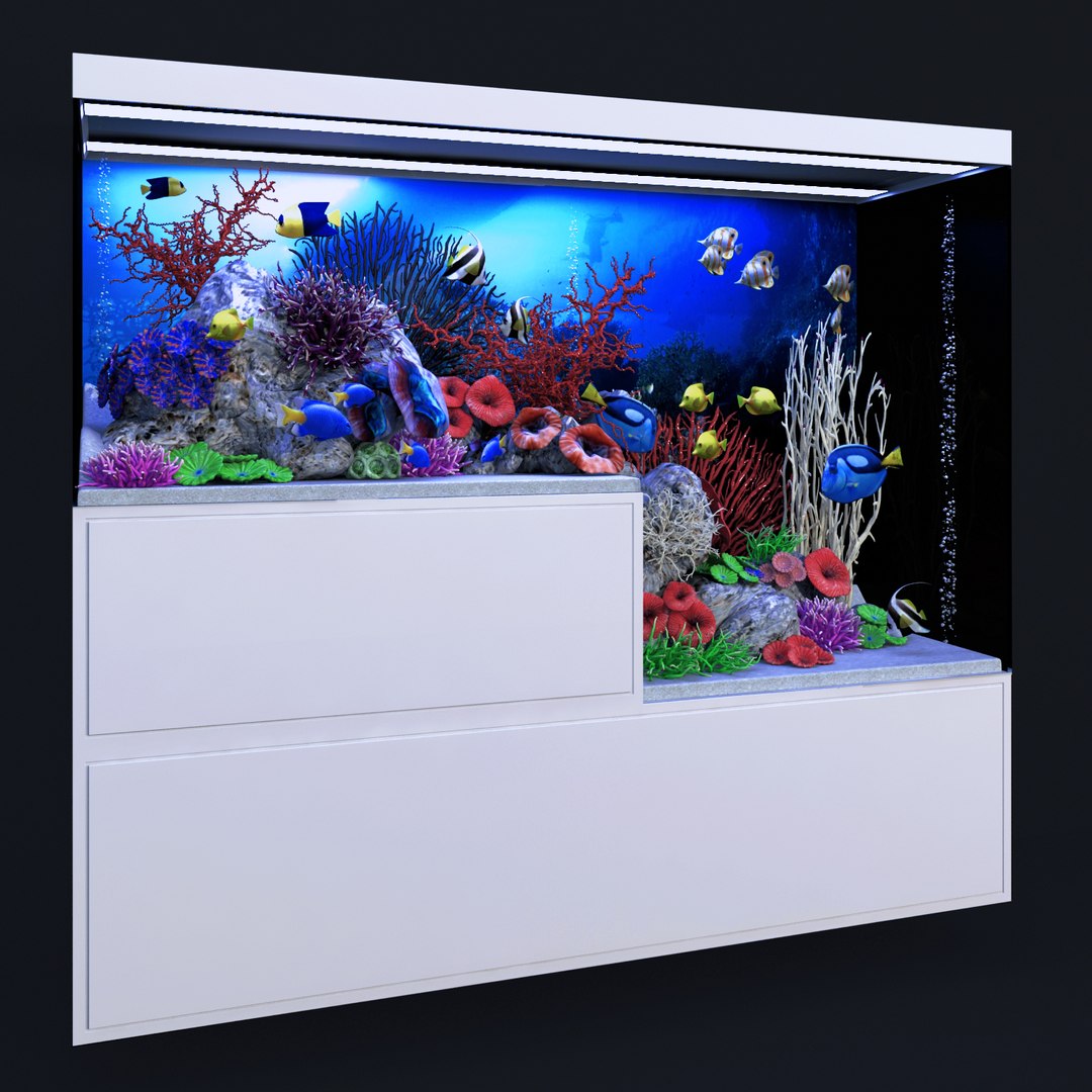 3D aquarium rostratus parasema model https://p.turbosquid.com/ts-thumb/gP/jcyHYR/VYzqkGji/89/jpg/1514917621/1920x1080/fit_q87/a665d0014f38455851ece09c7d6a9db7a56f5442/89.jpg