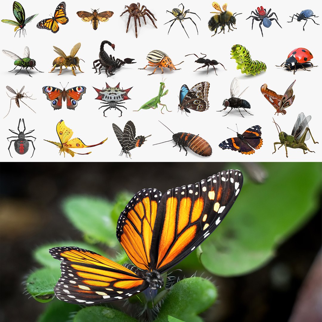 Insects Big Rigged 3D Models Collection 2 3D model preview