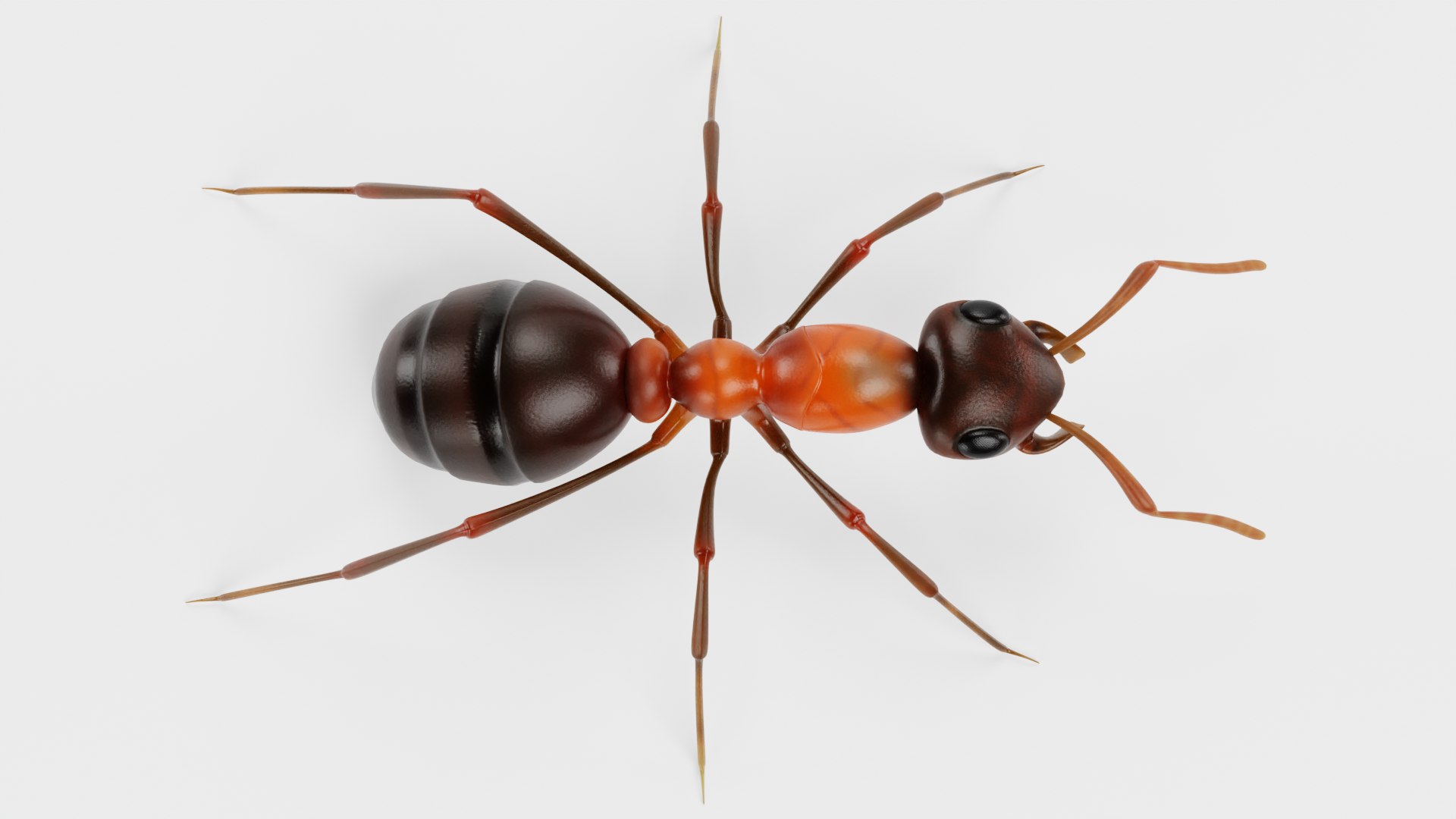 Ant 3D model https://p.turbosquid.com/ts-thumb/gP/sR8KFT/7L/antg/png/1713627045/1920x1080/fit_q87/89cc4d049793314224ae5f8e9213512f15e3bde0/antg.jpg