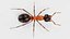Ant 3D model