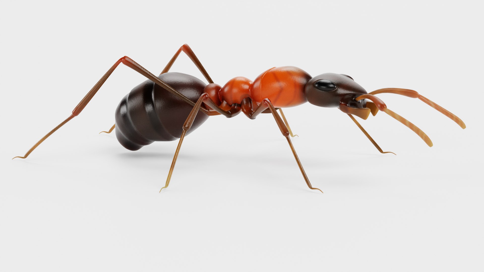 Ant 3D model https://p.turbosquid.com/ts-thumb/gP/sR8KFT/AM/antd/png/1713627043/1920x1080/fit_q87/86422a47a27c302f0d5fd53036aa61cba5135bb3/antd.jpg