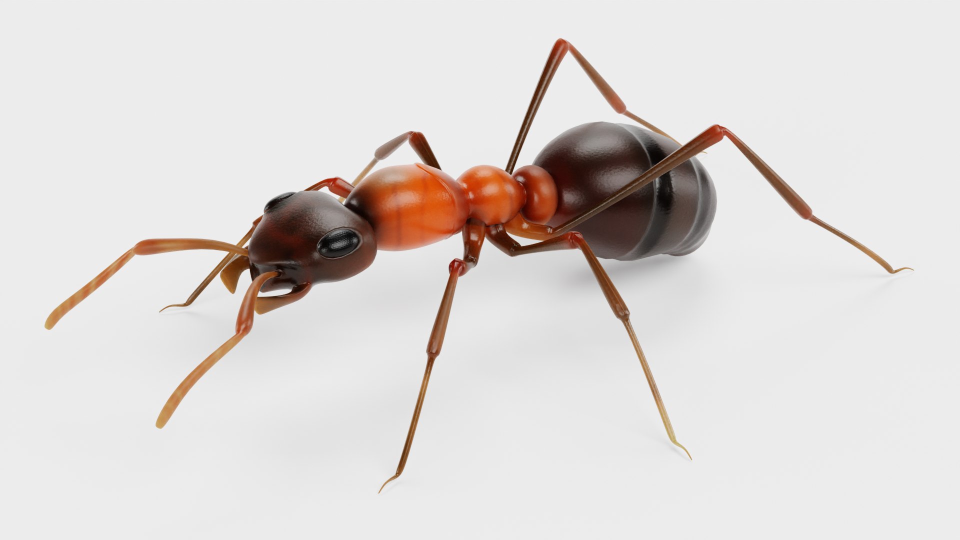 Ant 3D model https://p.turbosquid.com/ts-thumb/gP/sR8KFT/Ul/antb/png/1713627042/1920x1080/fit_q87/35eebc2e245bd9b4e023f9577d1f1aed93d0fd02/antb.jpg