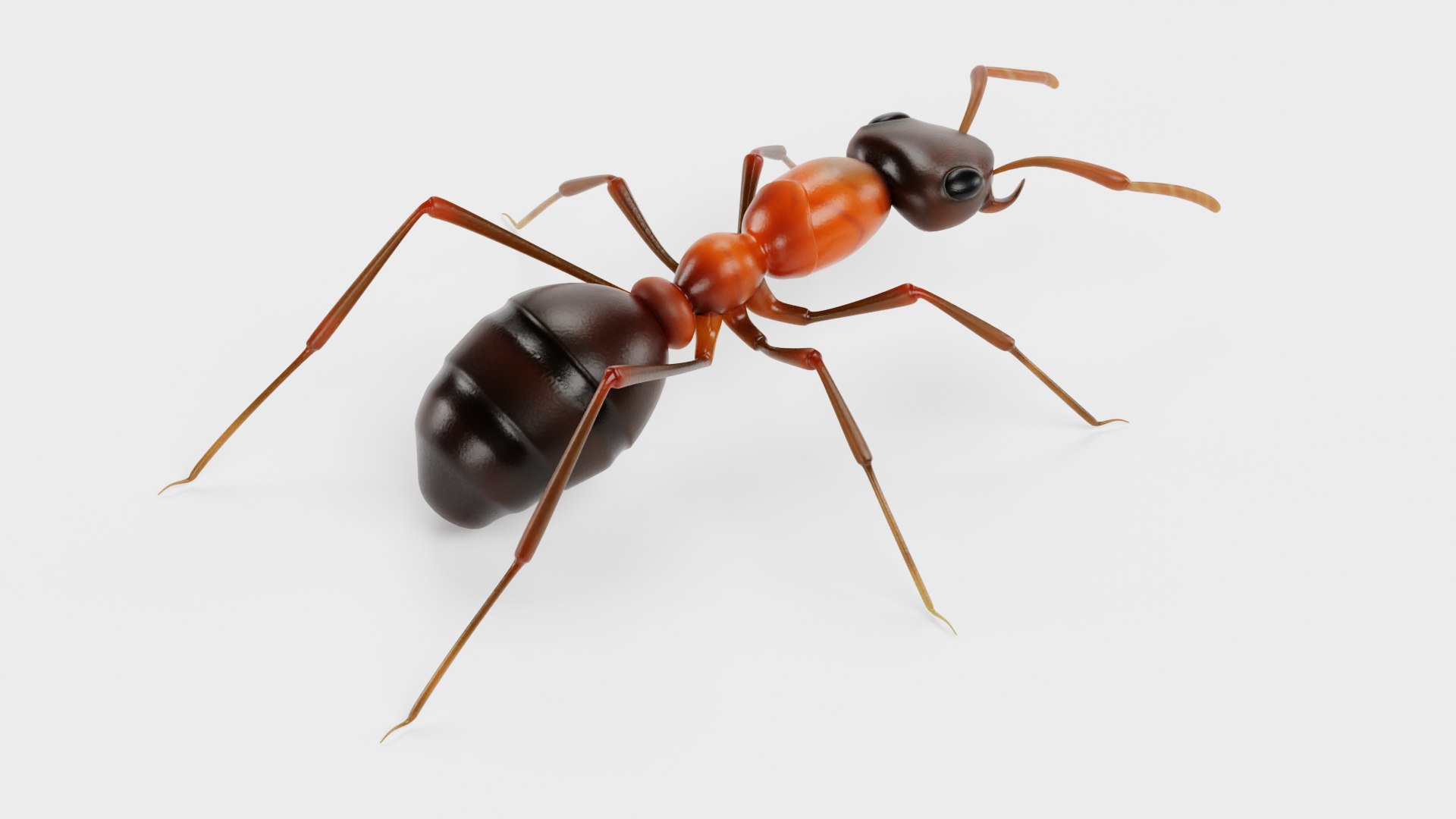 Ant 3D model https://p.turbosquid.com/ts-thumb/gP/sR8KFT/ni/ante/png/1713627043/1920x1080/fit_q87/b59f963911f40e99b261b8ae3e75dc168d3895af/ante.jpg