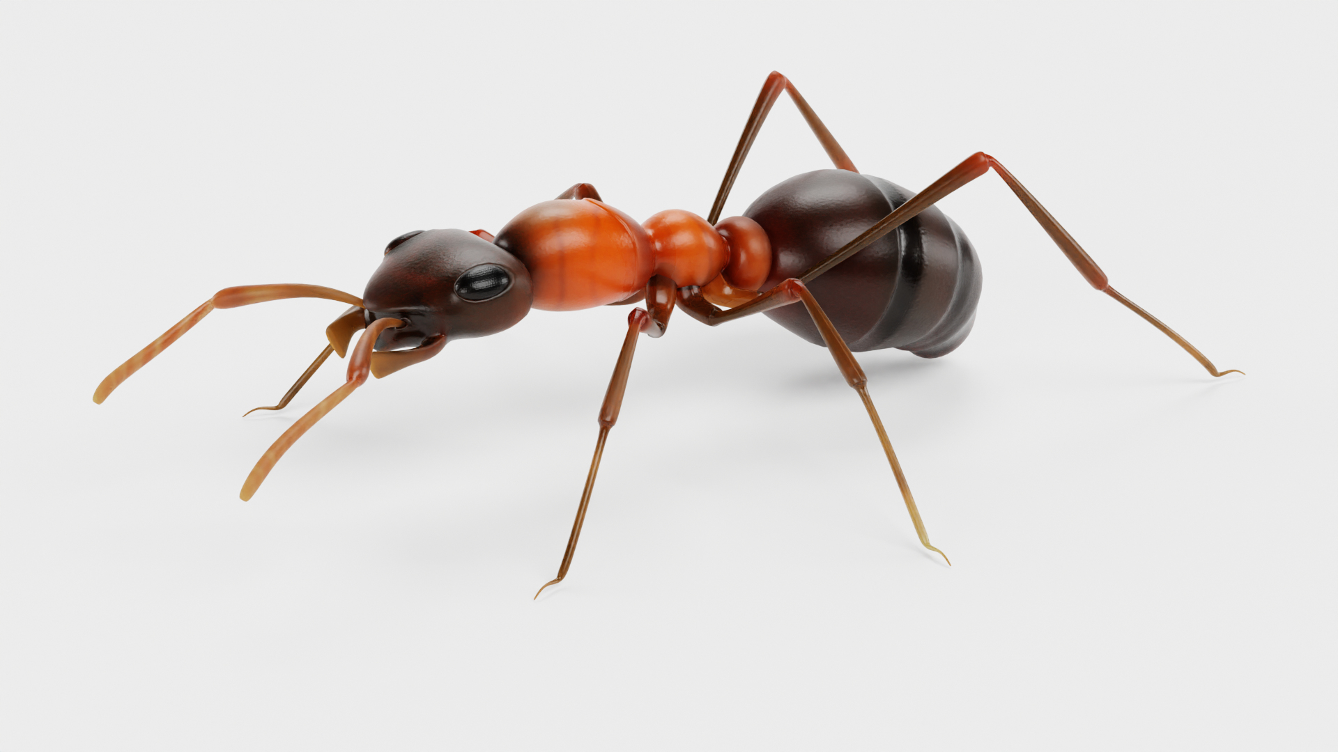 Ant 3D model https://p.turbosquid.com/ts-thumb/gP/sR8KFT/op/z0001/png/1713627084/1920x1080/turn_fit_q99/cf78b6b31f2b6849b0ce4352a26646b2e779082e/z0001-1.jpg