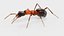 Ant 3D model