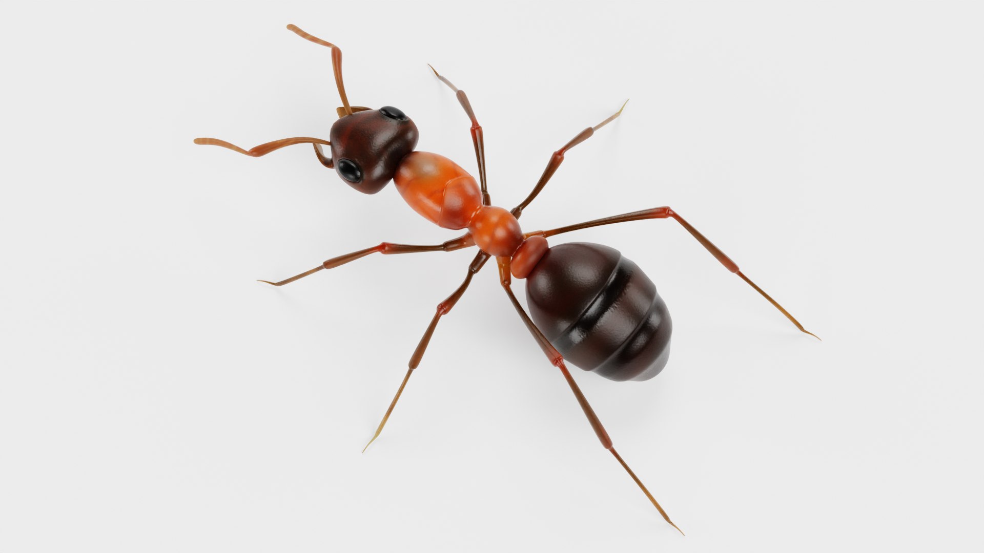 Ant 3D model https://p.turbosquid.com/ts-thumb/gP/sR8KFT/qA/antf/png/1713627044/1920x1080/fit_q87/1c76593fd136839f87b894b245646e0476d9451e/antf.jpg