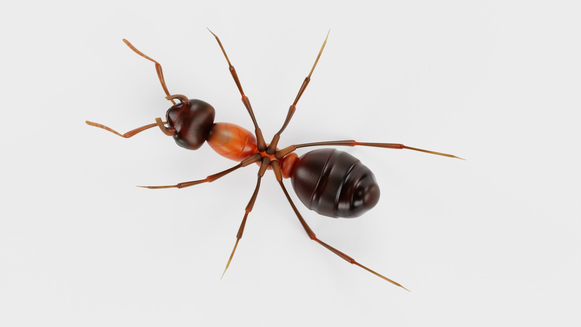 Ant 3D model https://p.turbosquid.com/ts-thumb/gP/sR8KFT/rm/anth/png/1713627046/1920x1080/fit_q87/438d1d26b5261f505a91f77331054cb847a55f6c/anth.jpg