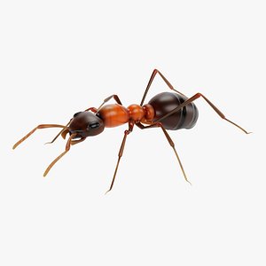 Ant 3D model