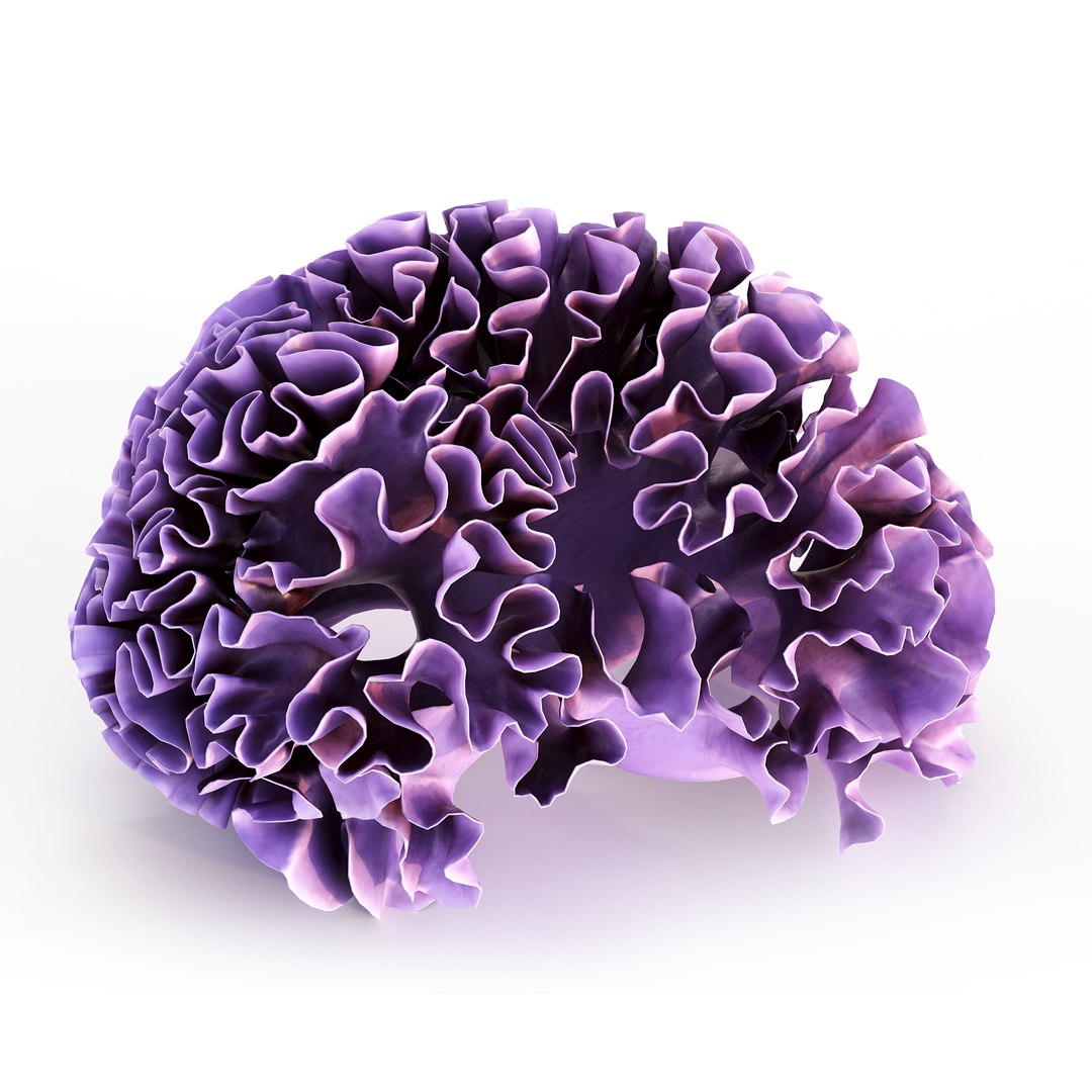 Coral collection 3D https://p.turbosquid.com/ts-thumb/gQ/2yRnCv/8x/coralwavescopy/png/1738555010/1920x1080/fit_q87/894db820309eca80ec933ae277605a240c9190f3/coralwavescopy.jpg