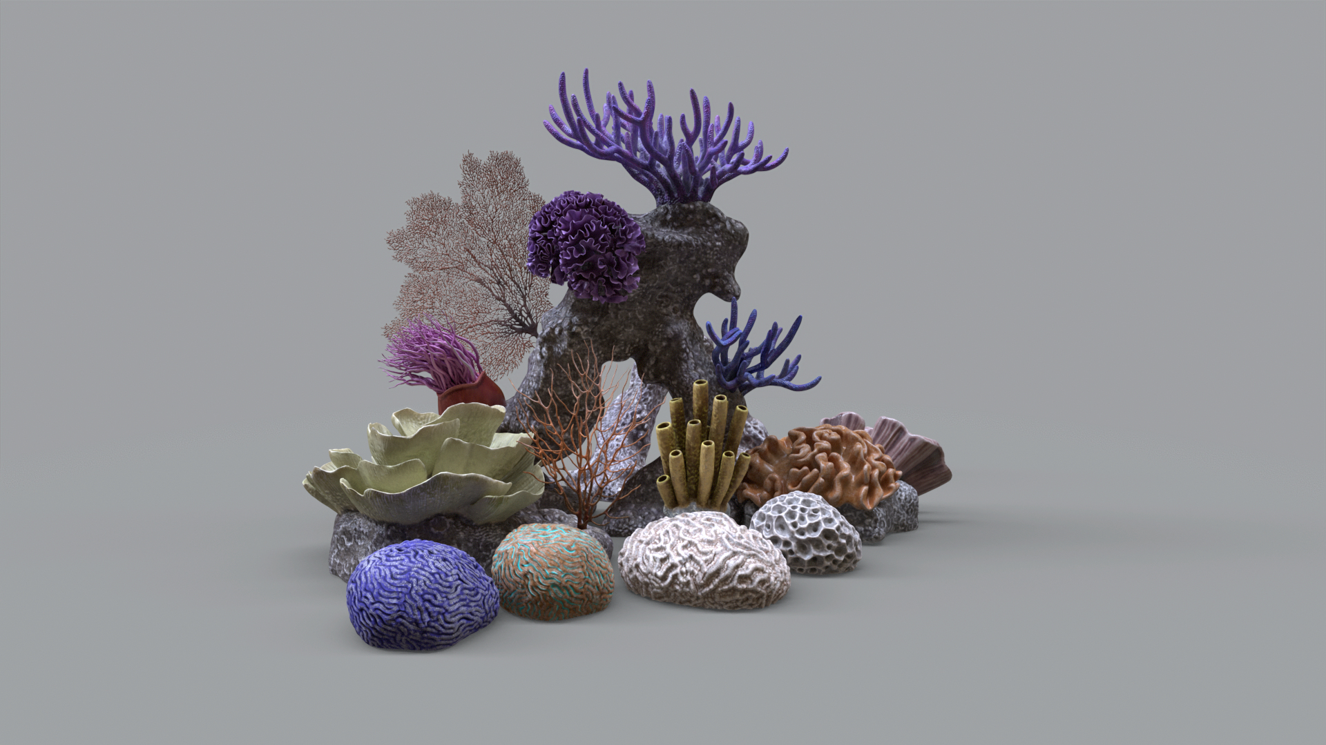 Coral collection 3D https://p.turbosquid.com/ts-thumb/gQ/2yRnCv/rn/untitled/png/1738589585/1920x1080/turn_fit_q99/7745604a092dd75852bac48c431946bdf0d2f0c9/untitled-1.jpg