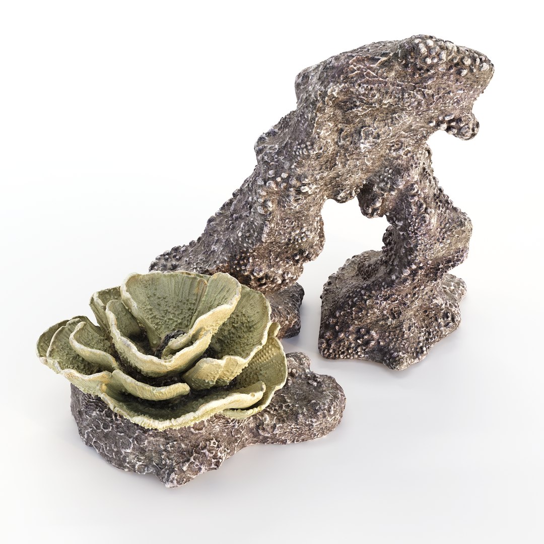 Coral collection 3D https://p.turbosquid.com/ts-thumb/gQ/2yRnCv/yd/coralbigrock_jk_copy/png/1738555000/1920x1080/fit_q87/ef2deafc997efbf9a114b9c548f3403014116335/coralbigrock_jk_copy.jpg
