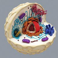 Animal cell