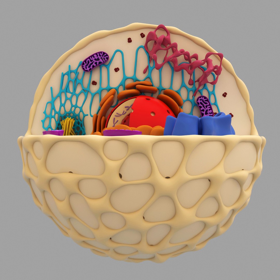 3d Model Cell