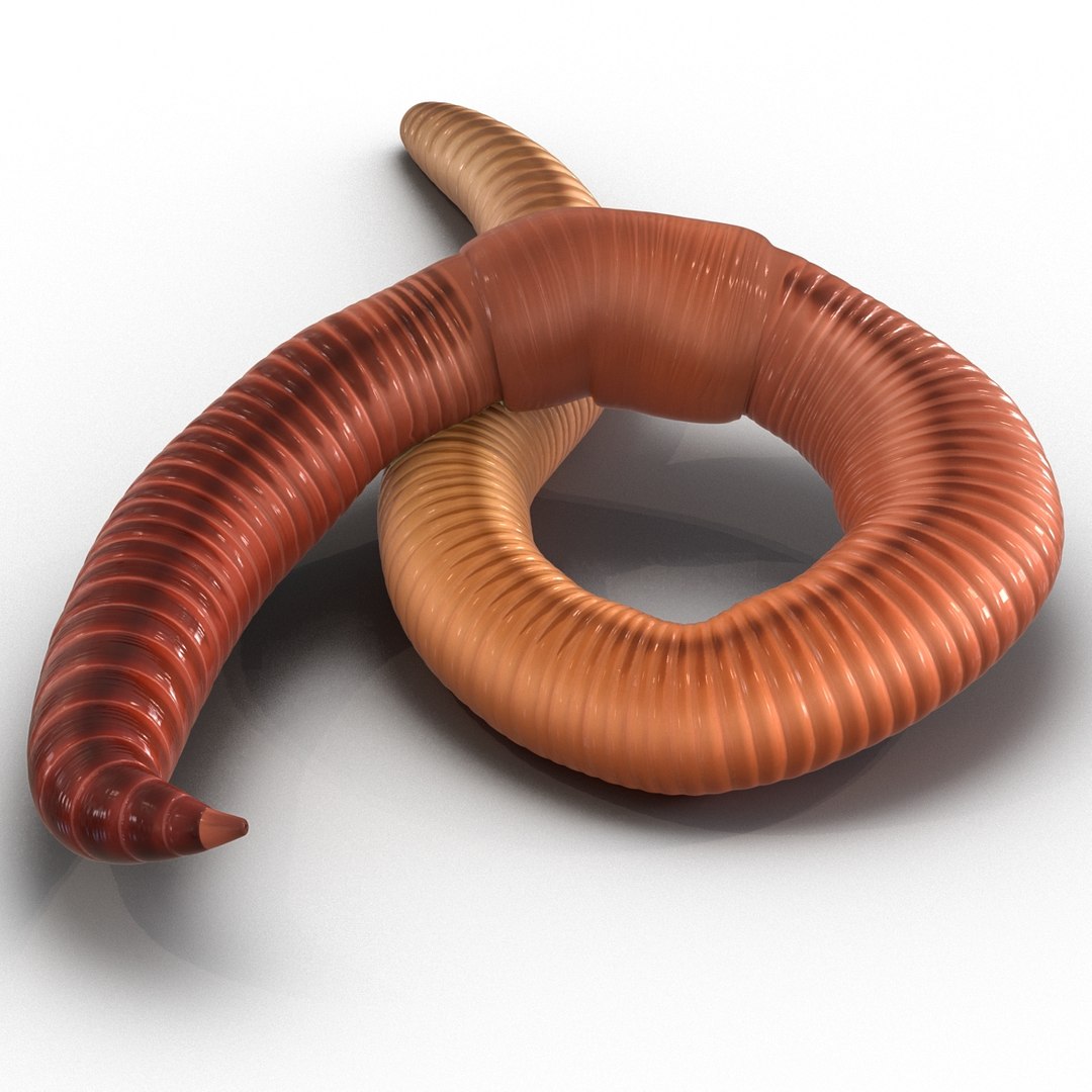 c4d earth worm rigged https://p.turbosquid.com/ts-thumb/gQ/6RkpM3/IAfUAd2k/earthwormriggedcinemac4d3dmodel07/jpg/1478372486/1920x1080/fit_q87/7765f6200987f3d053adac4cd473fc5142402a55/earthwormriggedcinemac4d3dmodel07.jpg