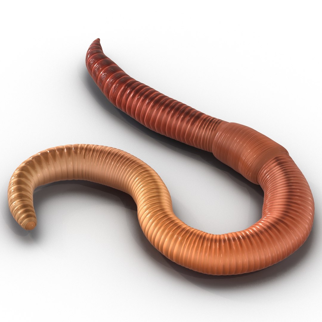 c4d earth worm rigged https://p.turbosquid.com/ts-thumb/gQ/6RkpM3/OF9E2Nff/earthwormriggedcinemac4d3dmodel01/jpg/1478372486/1920x1080/fit_q87/24406f6c6a2c307c61b3c9bfc98ca752259ce3fd/earthwormriggedcinemac4d3dmodel01.jpg